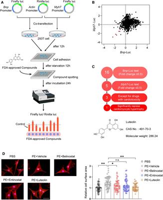 A high-throughput drug screening identifies luteolin as a therapeutic candidate for pathological cardiac hypertrophy and heart failure